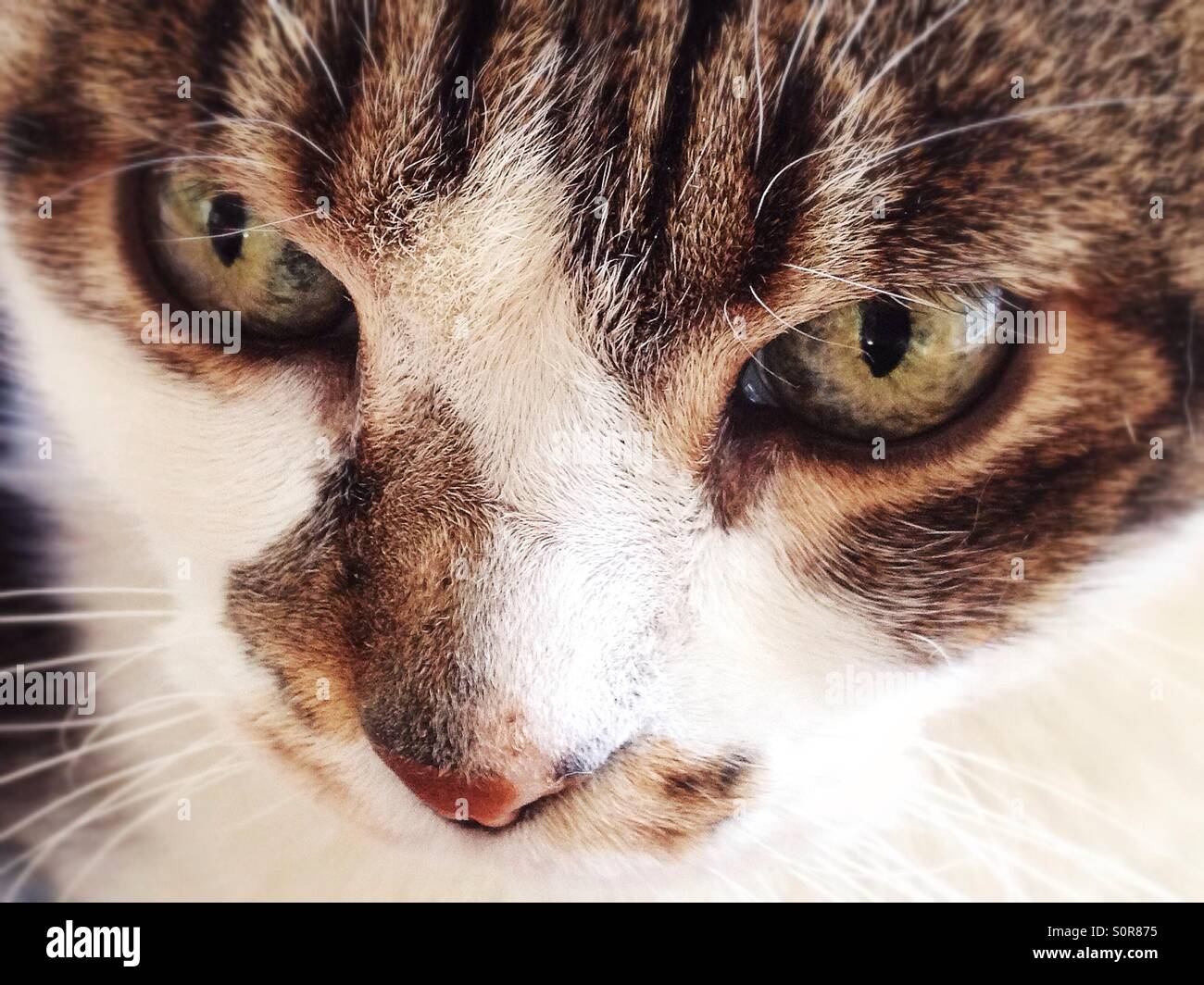 Cute cat blanc et gris avec des yeux verts Banque D'Images