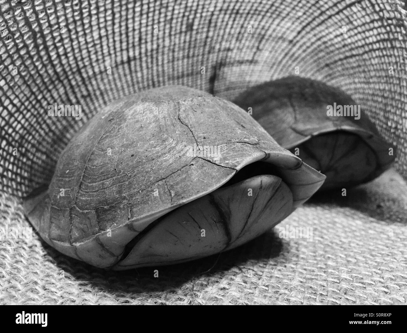 Les tortues marines en noir et blanc Banque D'Images