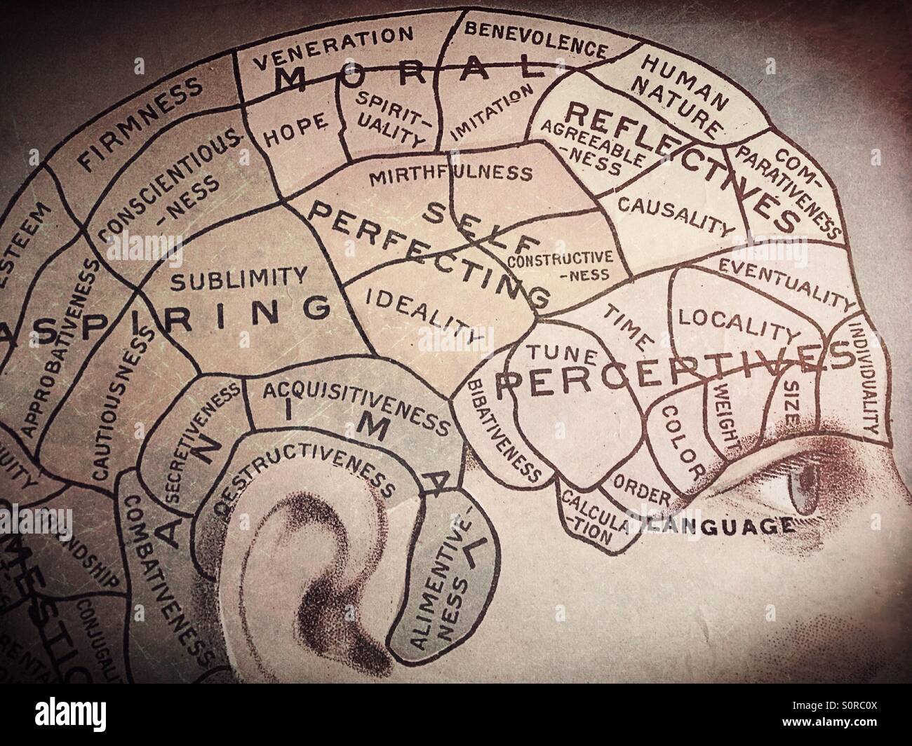 Un tableau des différentes parties que si le cerveau. Banque D'Images