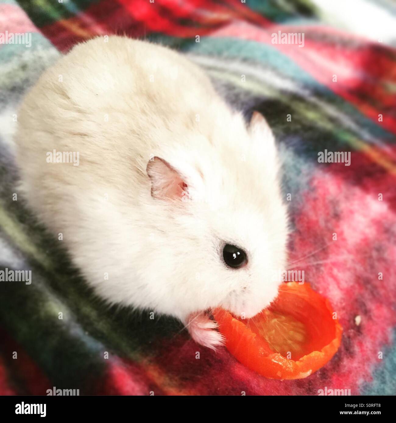 Hamster nain animal avec une tomate cerise Banque D'Images