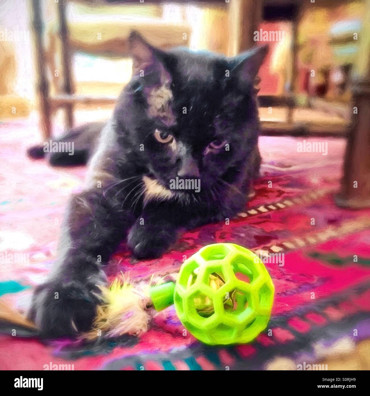Un mâle chat domestique noir penser à jouer avec son jouet. Banque D'Images