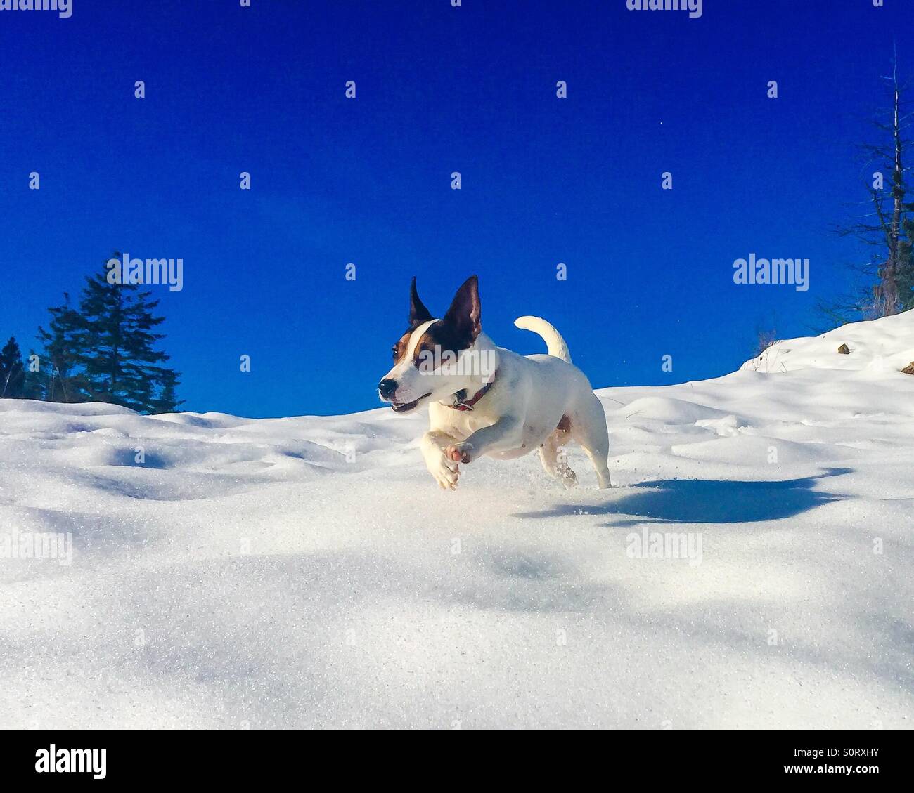 Chien dans la neige, volant par l'air sur une journée d'hiver ensoleillée. Banque D'Images