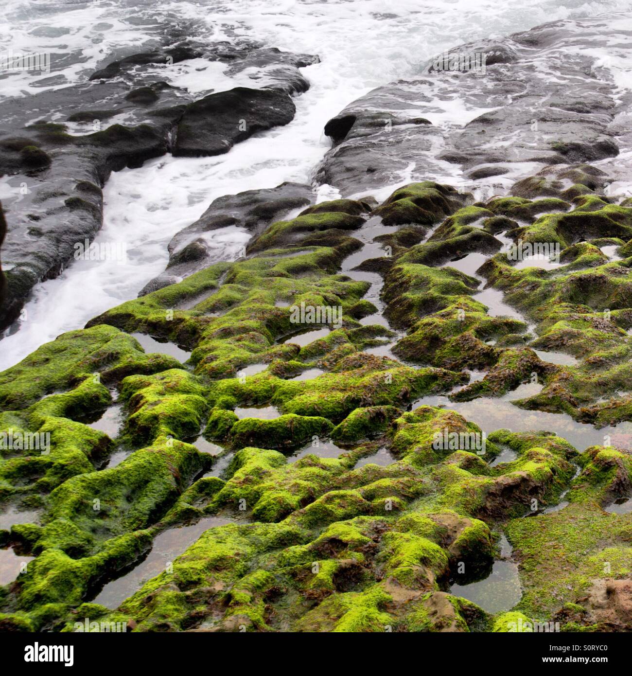 Mousse verte Lime dynamique sur les rochers de la plage de La Jolla, CA Banque D'Images