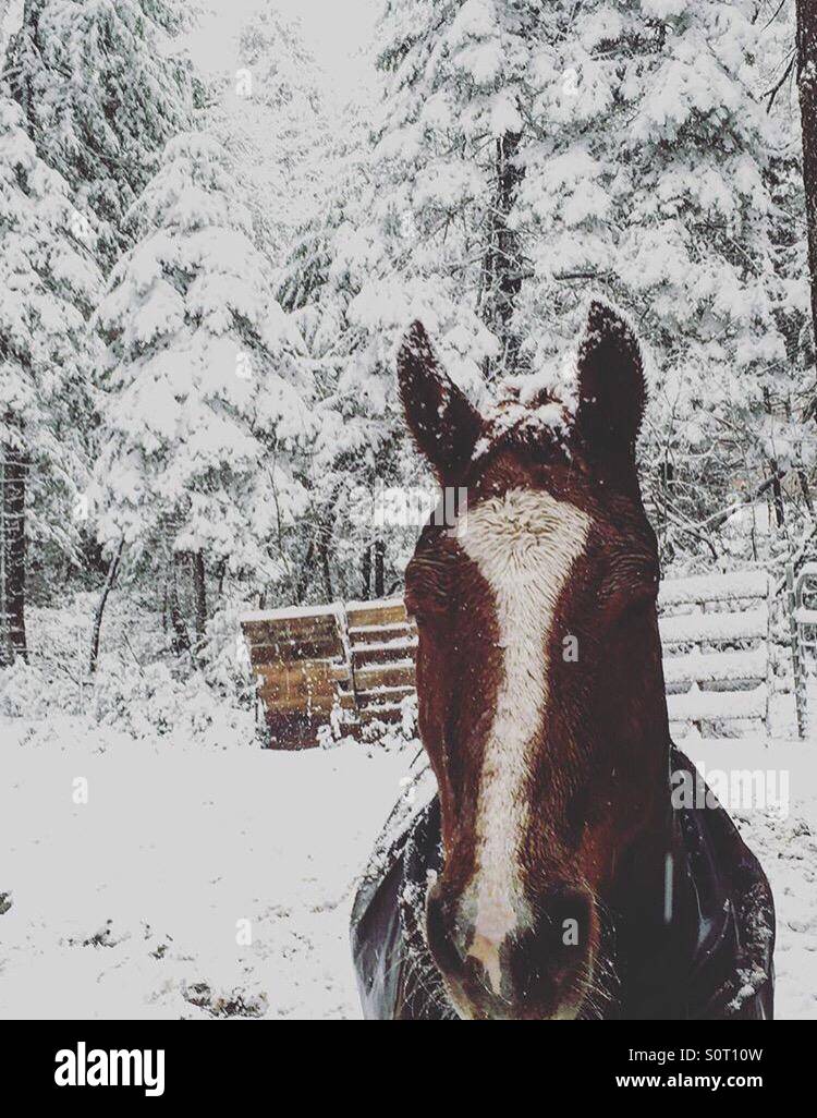 Cheval de noel Banque de photographies et d’images à haute résolution