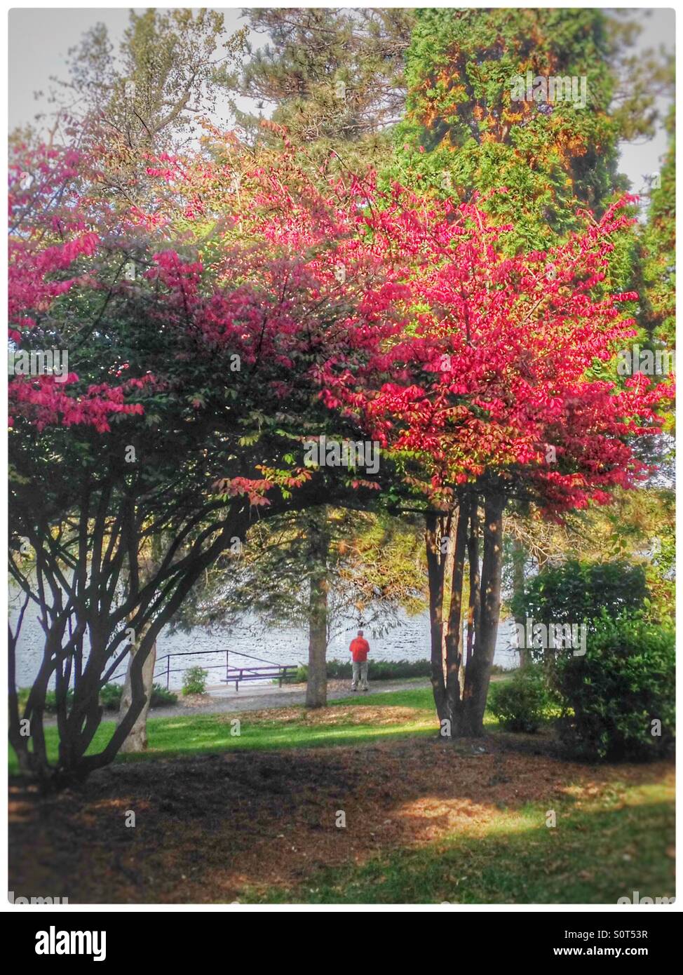 Beaux arbres avec des fleurs à l'Munsinger Clemens Gardens Saint Cloud, MN avec un homme qui marche le long du côté de la rivière Mississippi Banque D'Images