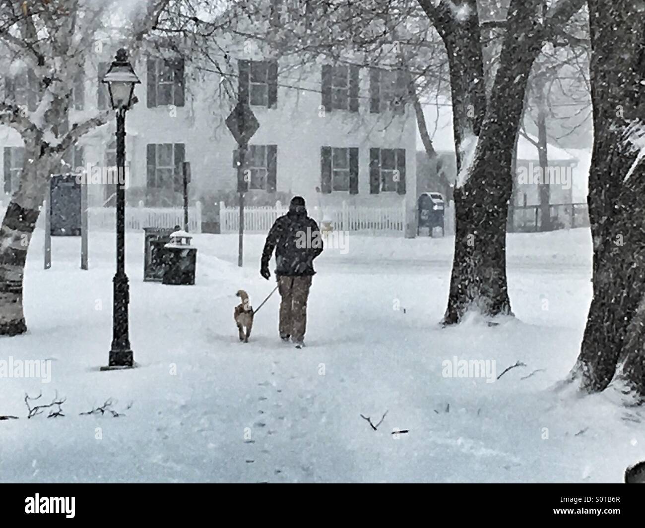 Un homme marche un chien pendant une tempête de neige dans la région de Guilford CT USA Banque D'Images