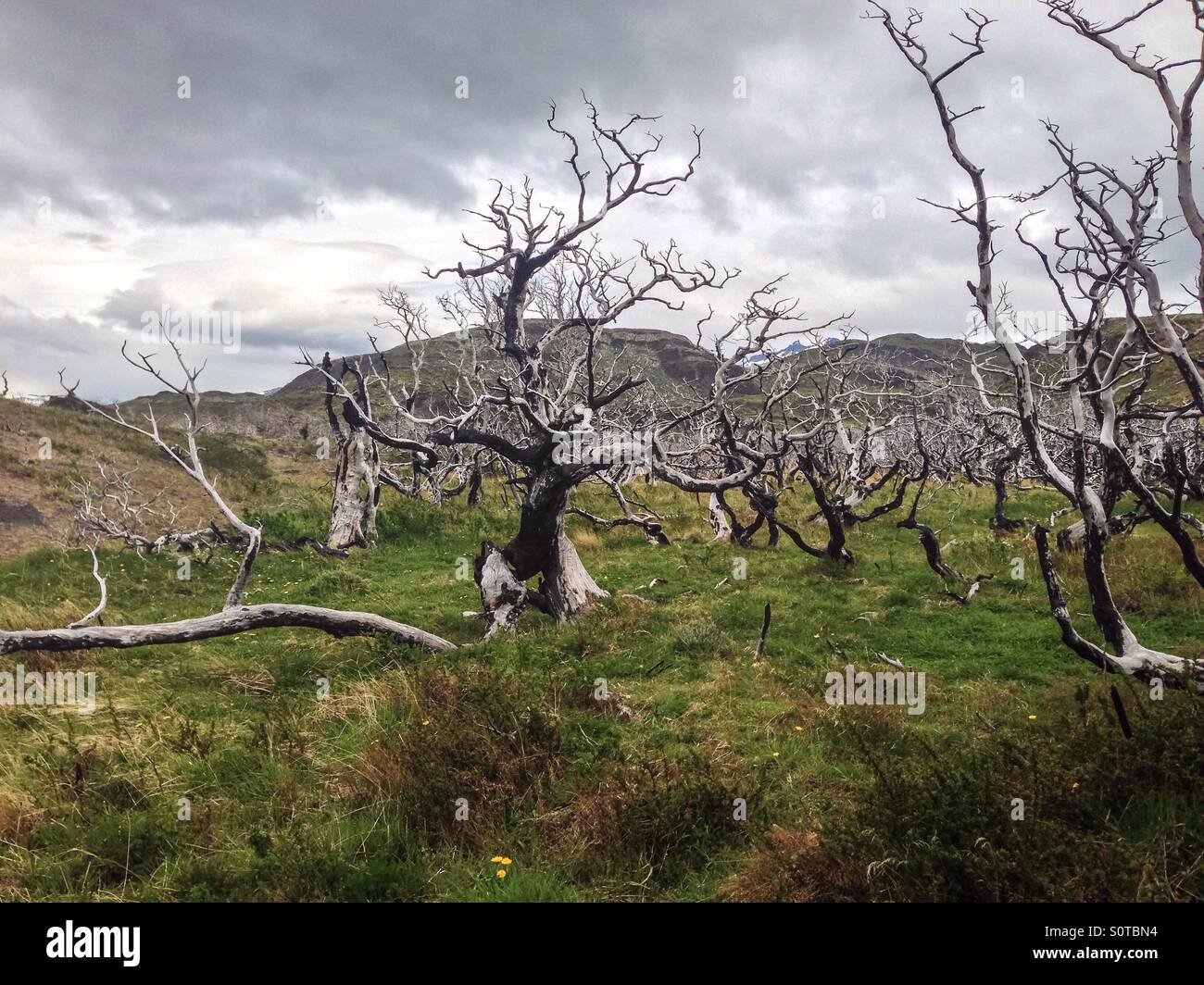 Arbres morts dans une forêt brûlée Banque D'Images