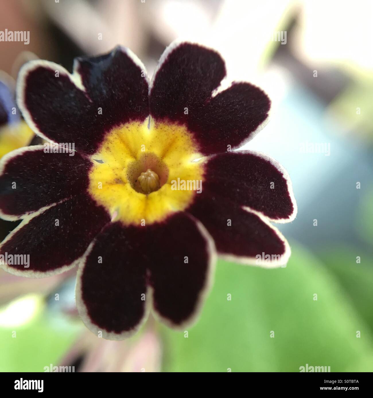 Fleur d'hiver coloré - Image de stock capturée avec un smartphone