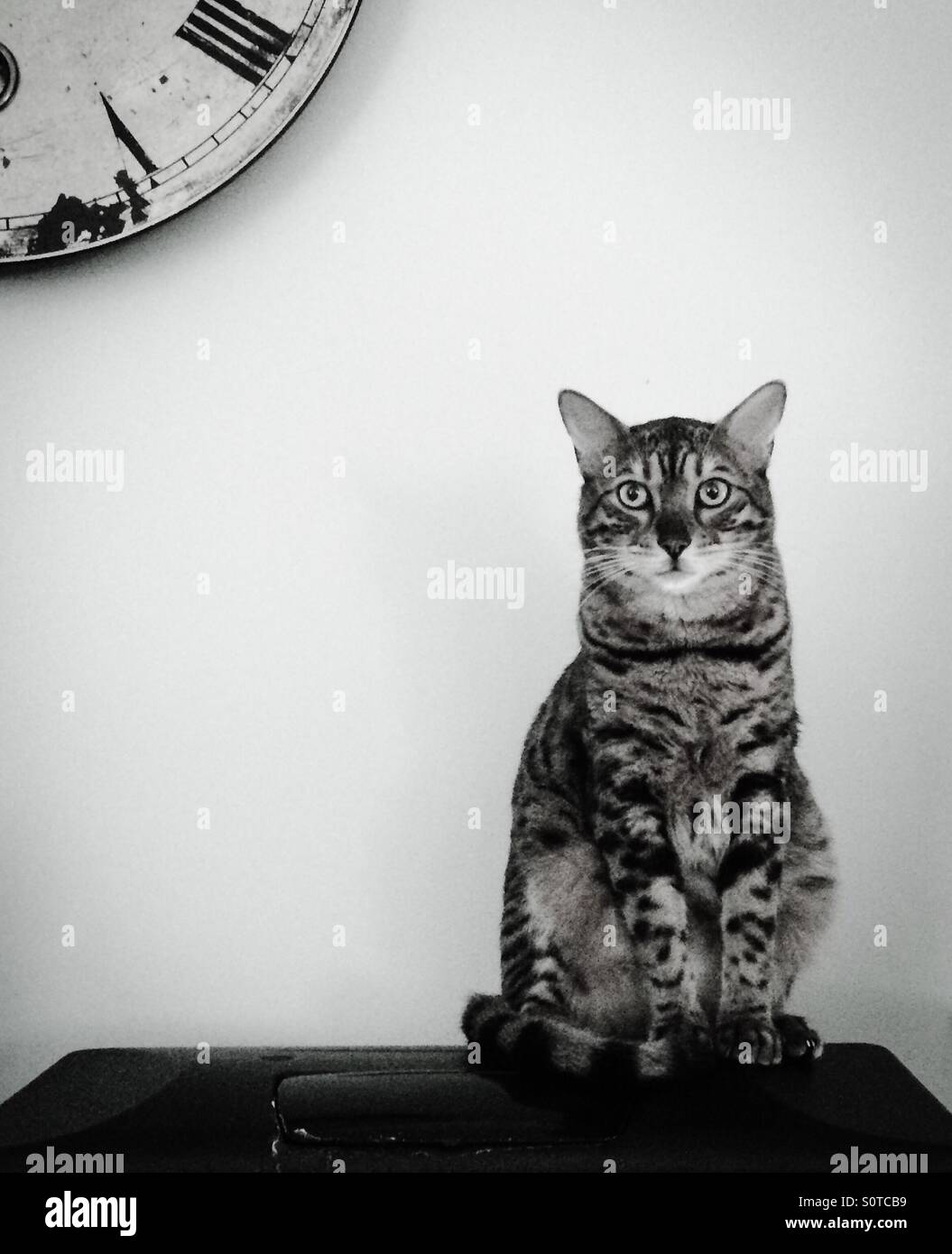 Bengal chat en attente d'un réveil pour son dîner. Banque D'Images