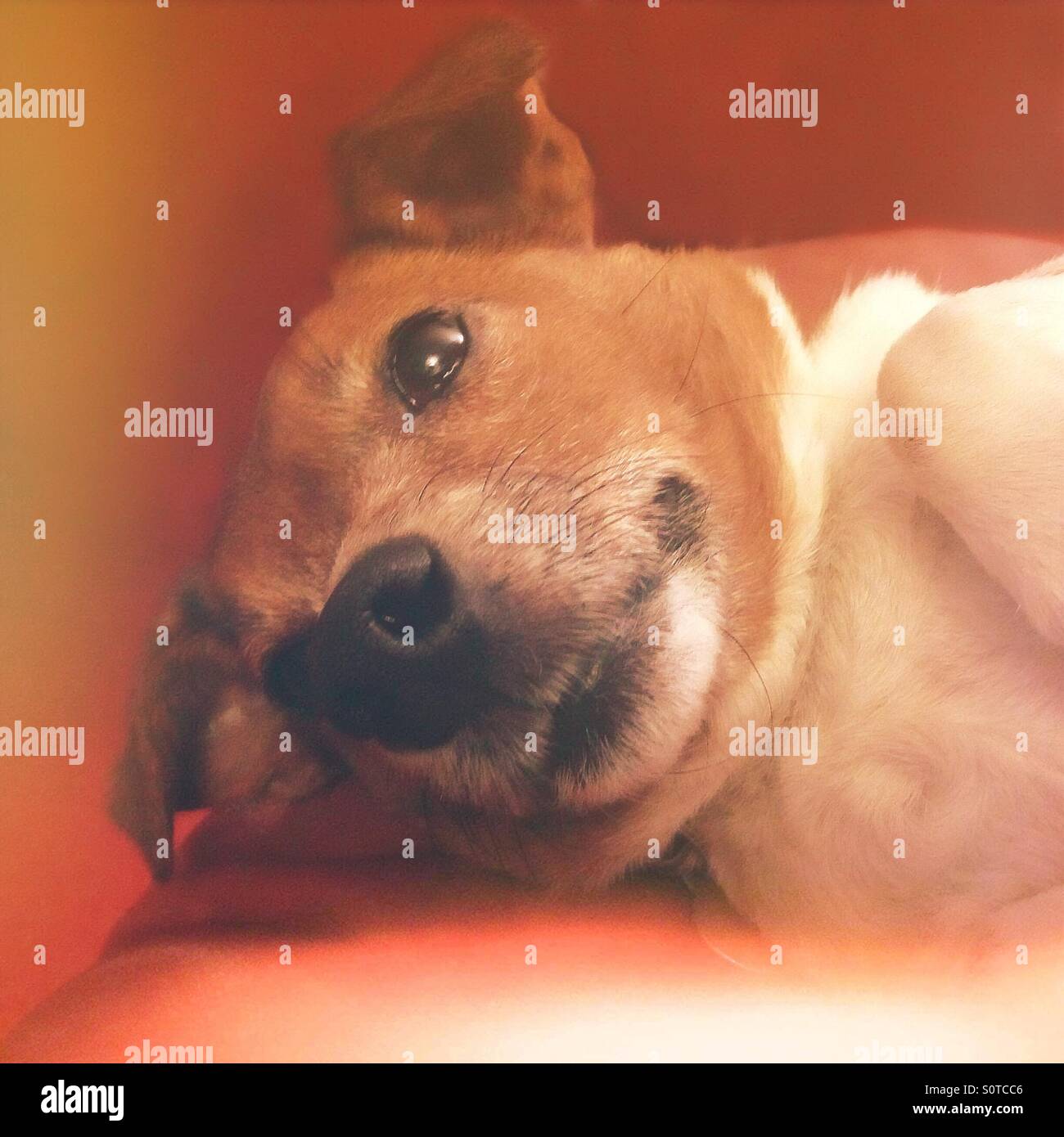Cute Jack Russell chien couché Banque D'Images