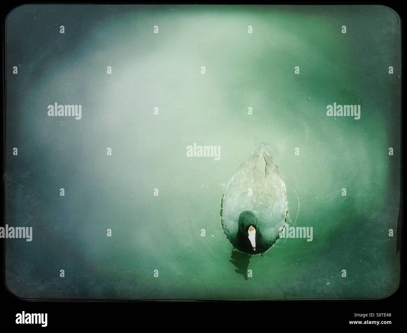 Foulque d'nager dans le lac - Image de stock capturée avec un smartphone