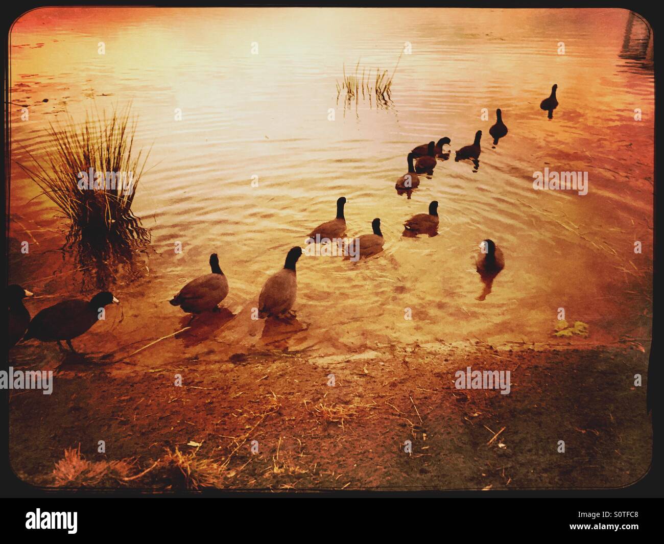 Foulques, nager dans le lac dans une ligne - Image de stock capturée avec un smartphone
