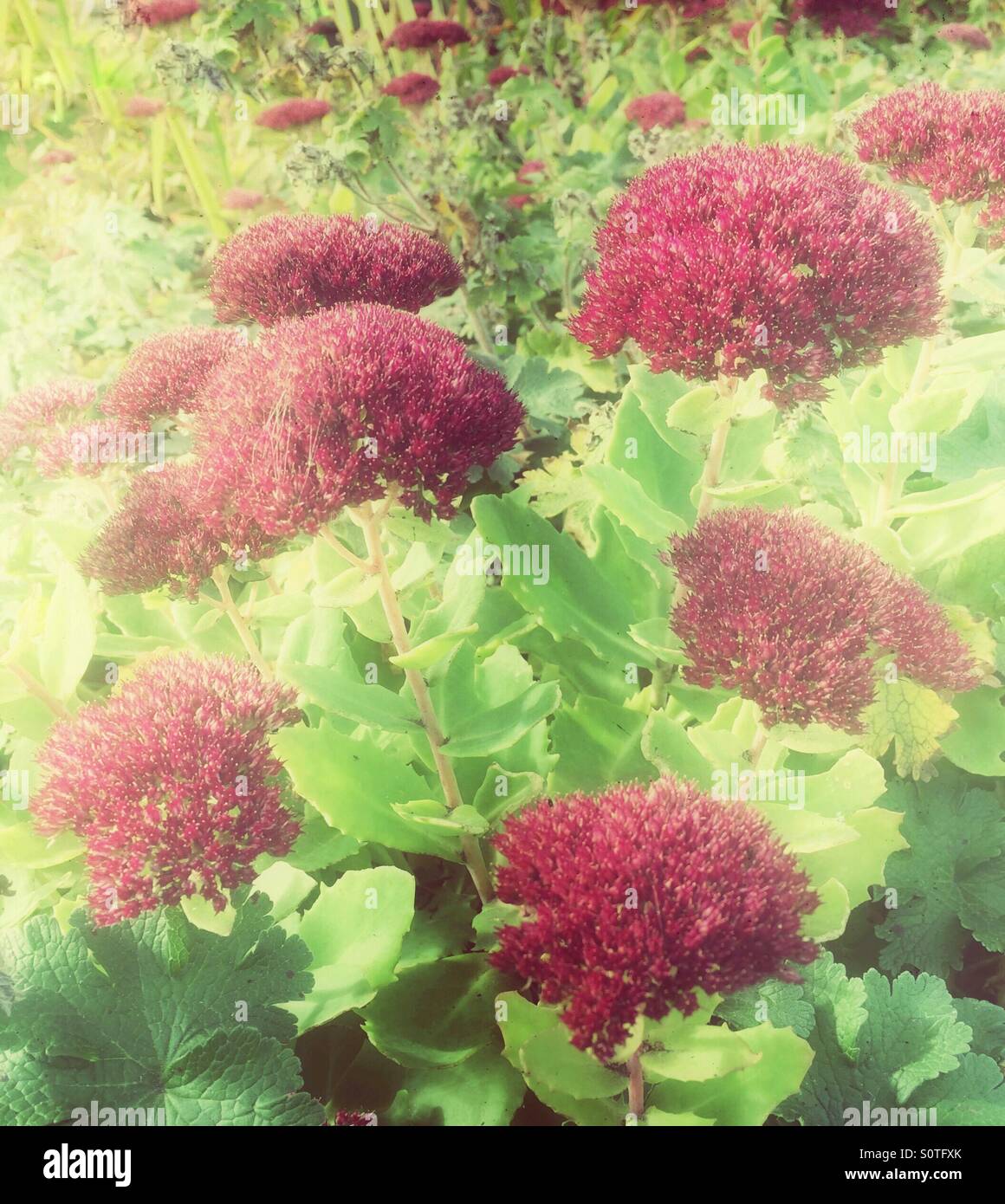 Fleurs roses de Sedum 'Autumn Joy'. - Image de stock capturée avec un smartphone