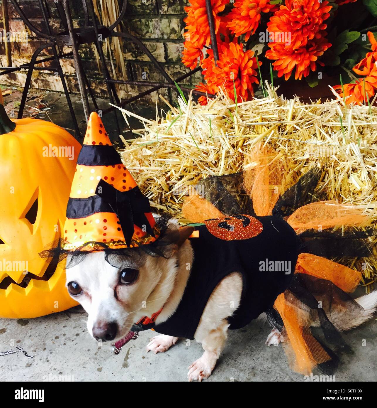 Doggie déguisés pour l'Halloween Banque D'Images