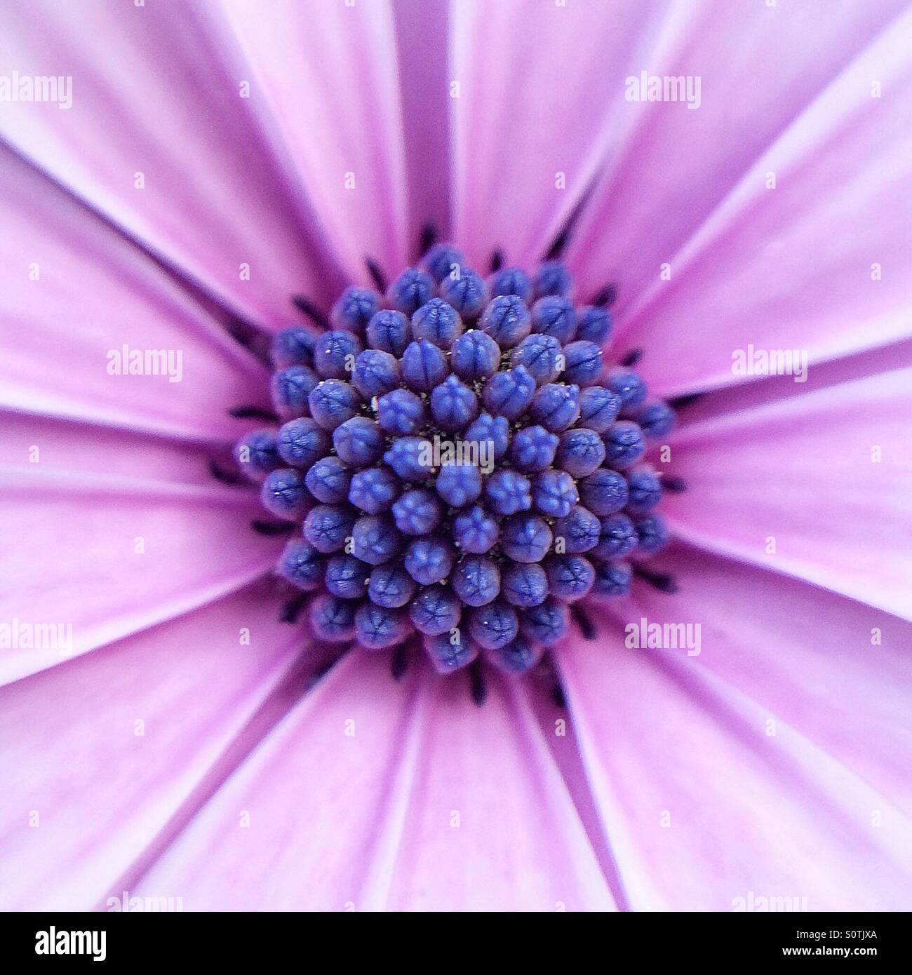 Macro d'une violet et rose fleur Osteospermum fructicosum Banque D'Images