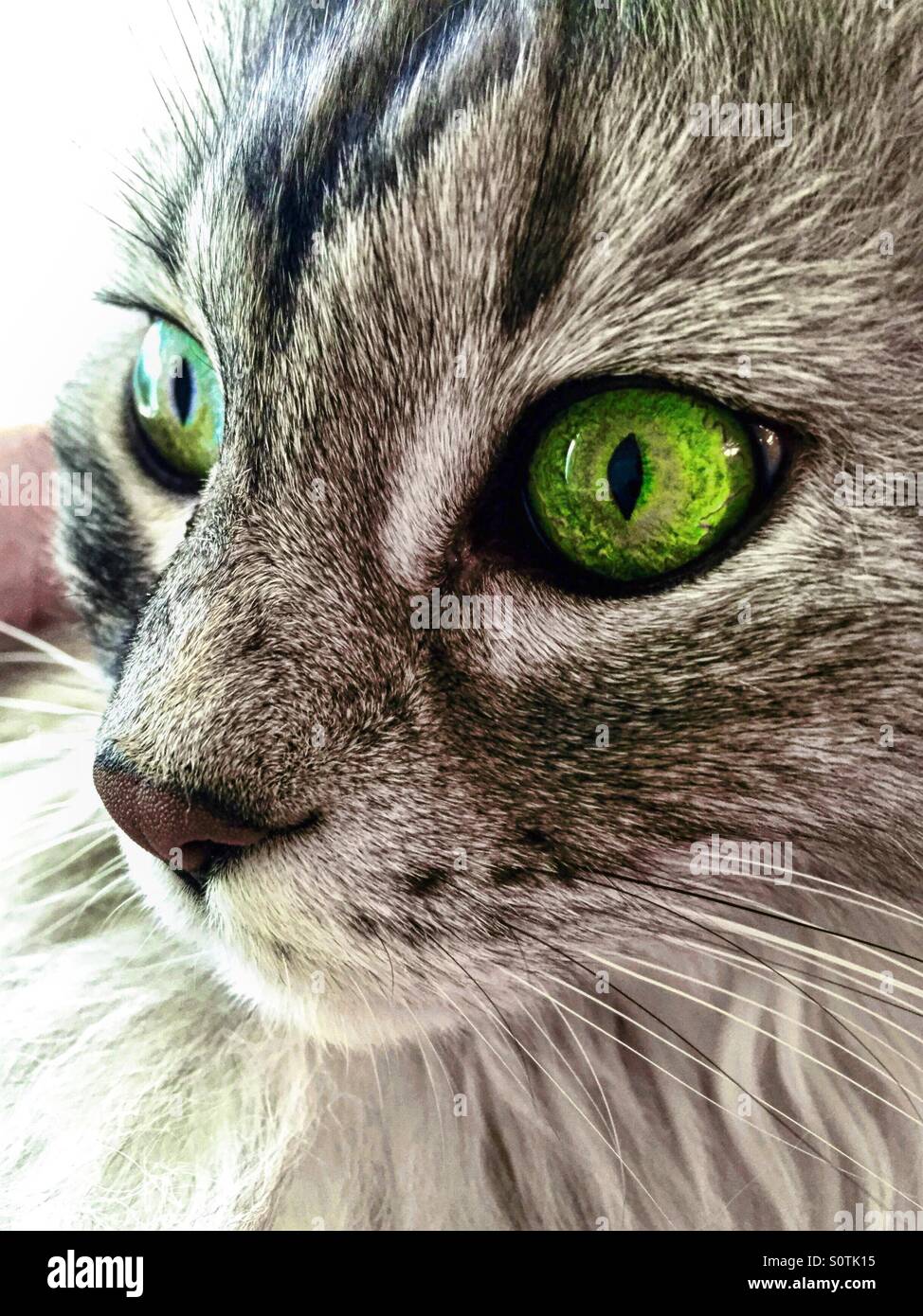 Belle chatte domestique avec de grands yeux verts. Banque D'Images