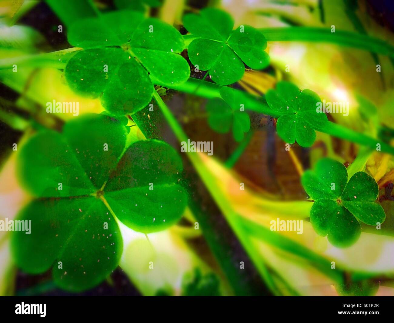 3 Leaf Clover avec un effet de texture. Banque D'Images