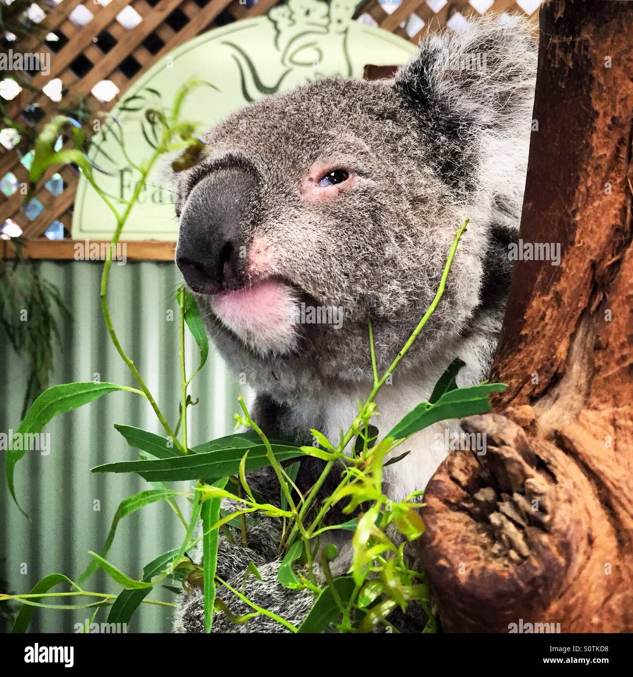 Le Koala sur l'arbre Banque D'Images