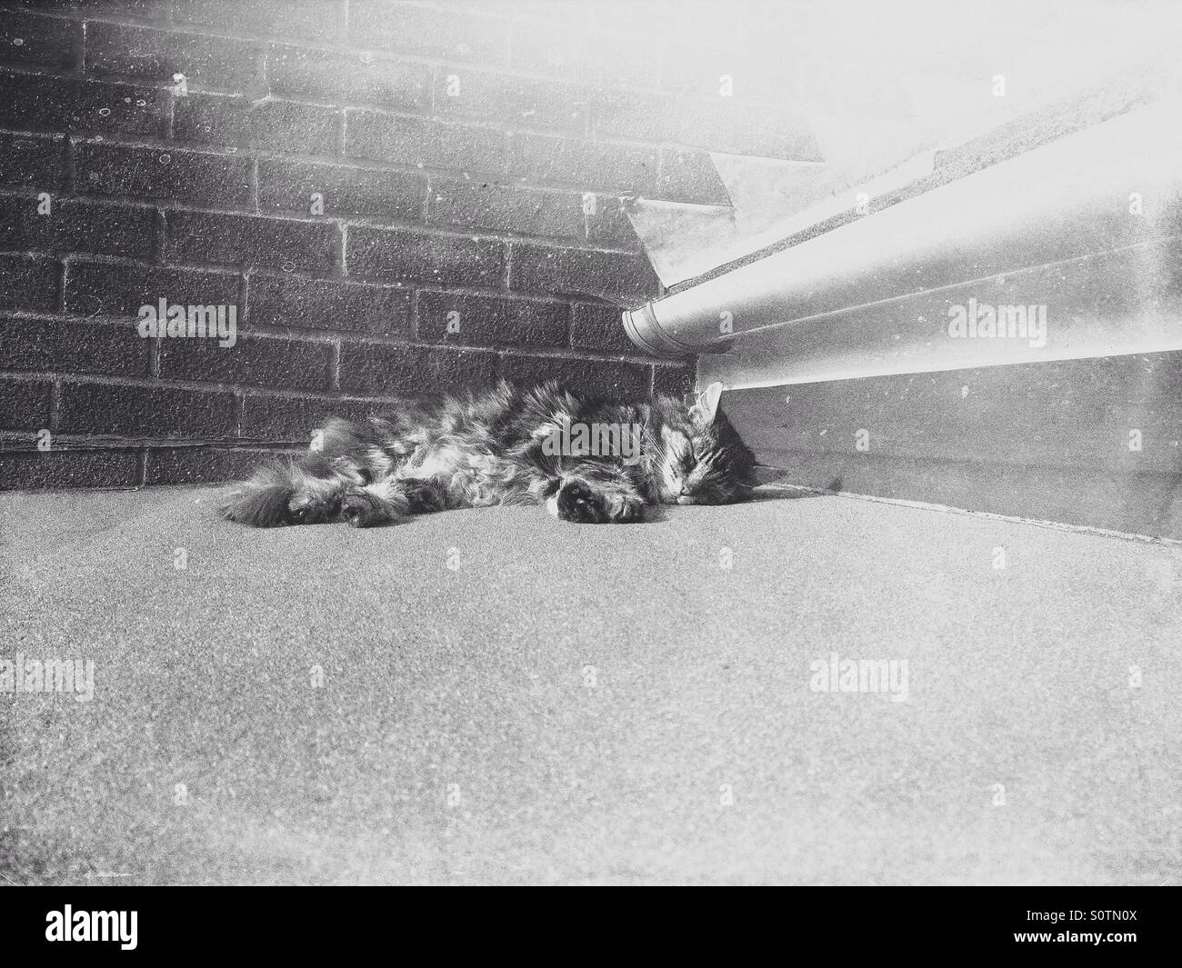 Chat tigré domestique dormir sur un toit en appentis Banque D'Images