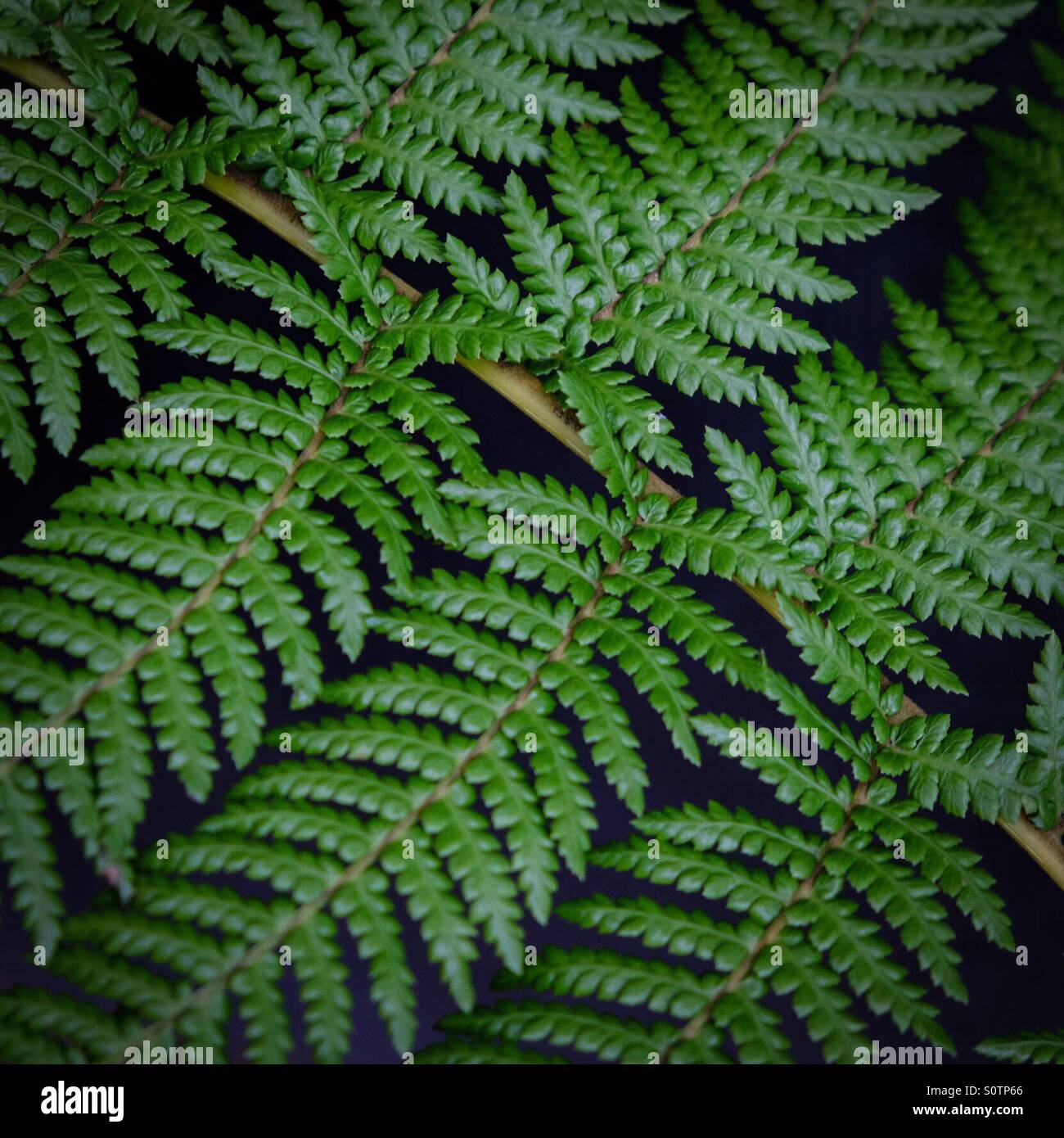 La fougère - Image de stock capturée avec un smartphone