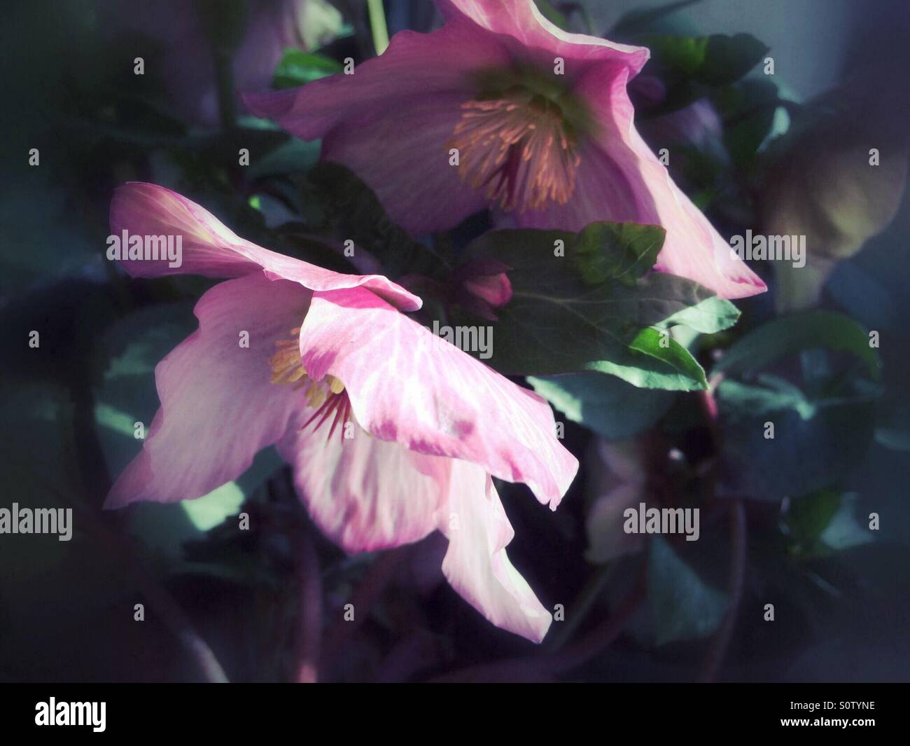 L'hellébore fleur rose - Image de stock capturée avec un smartphone