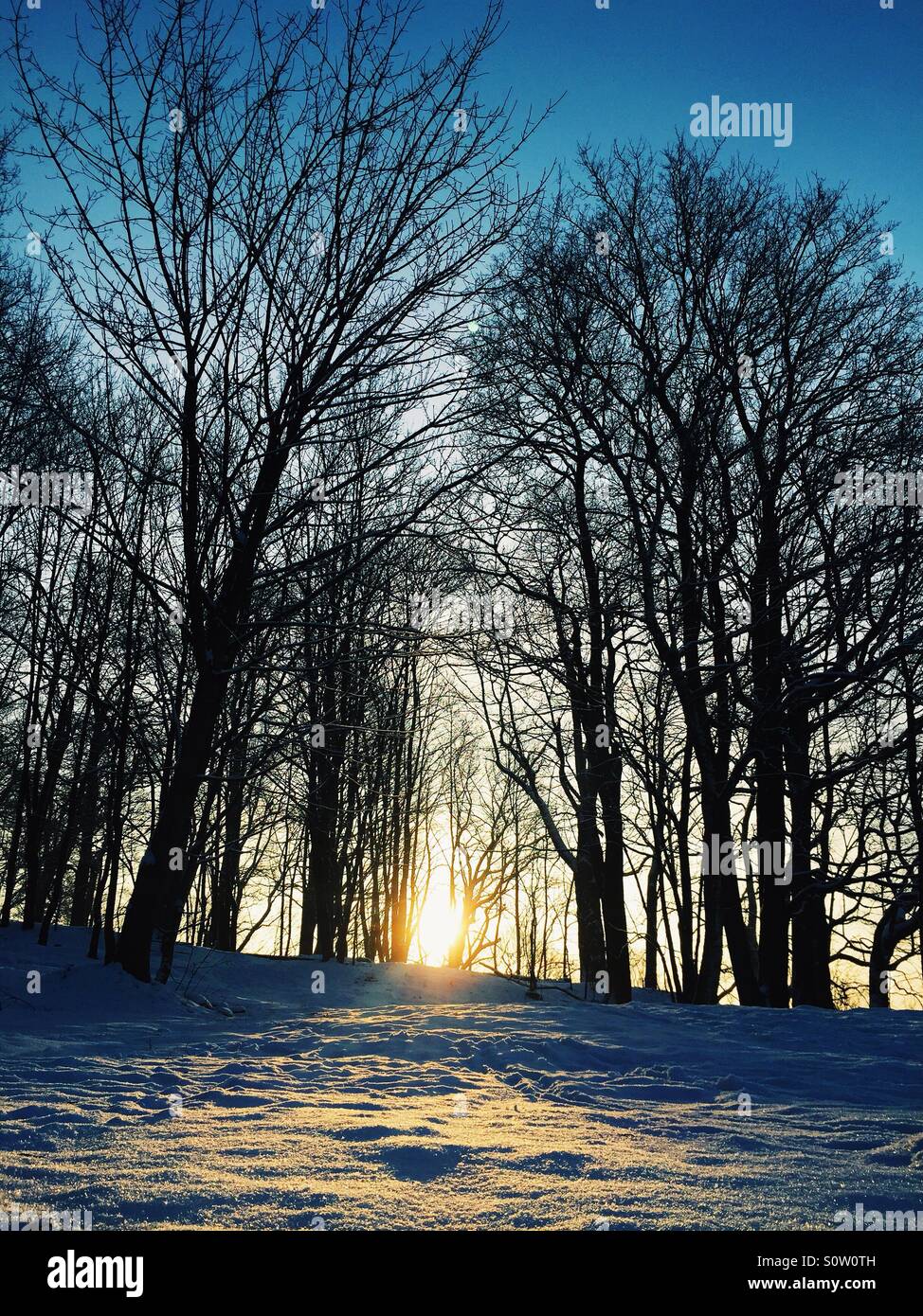 Arbres et soleil d'hiver Banque D'Images