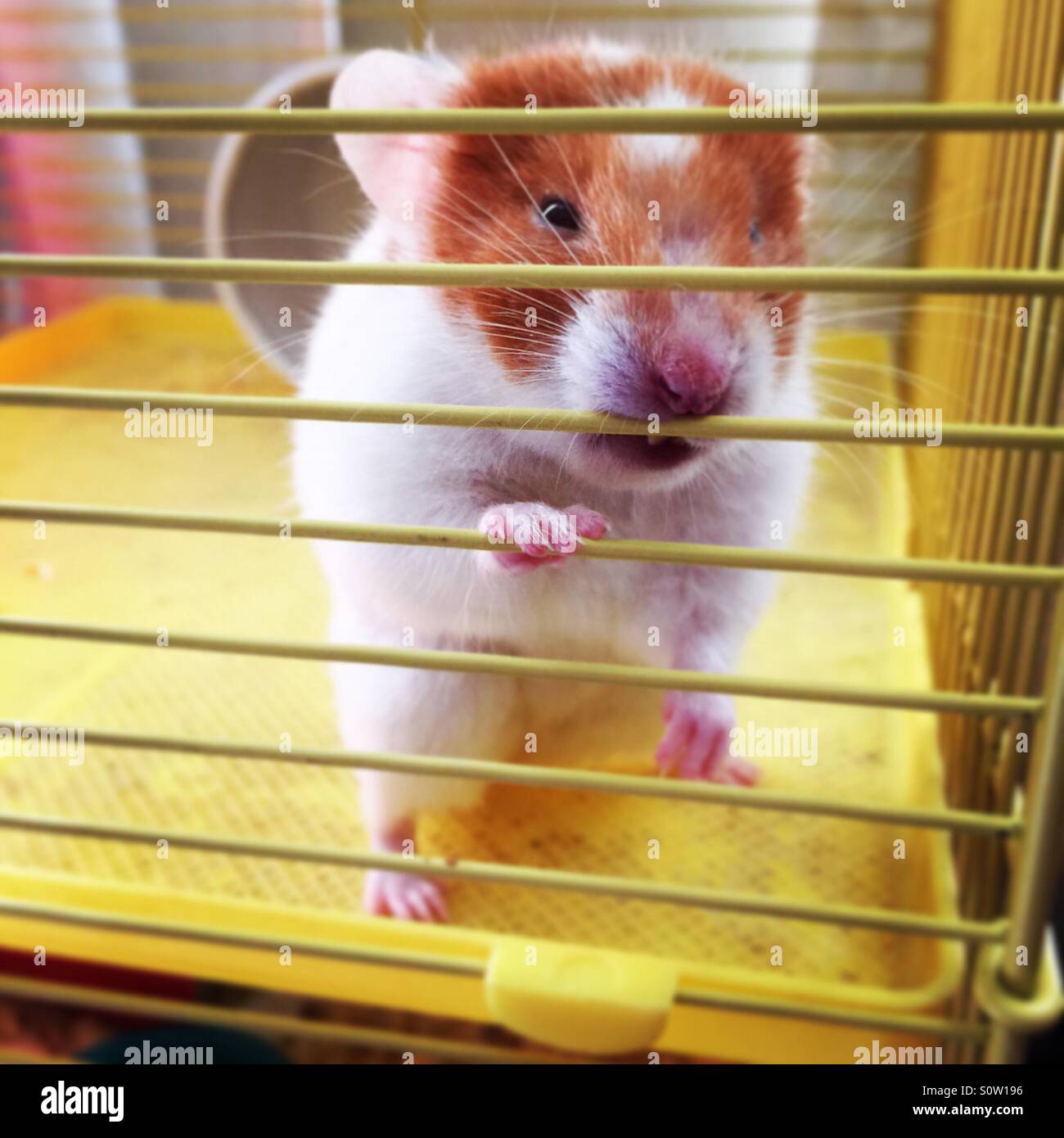 Hamster cage à animaux Nosy bars Banque D'Images