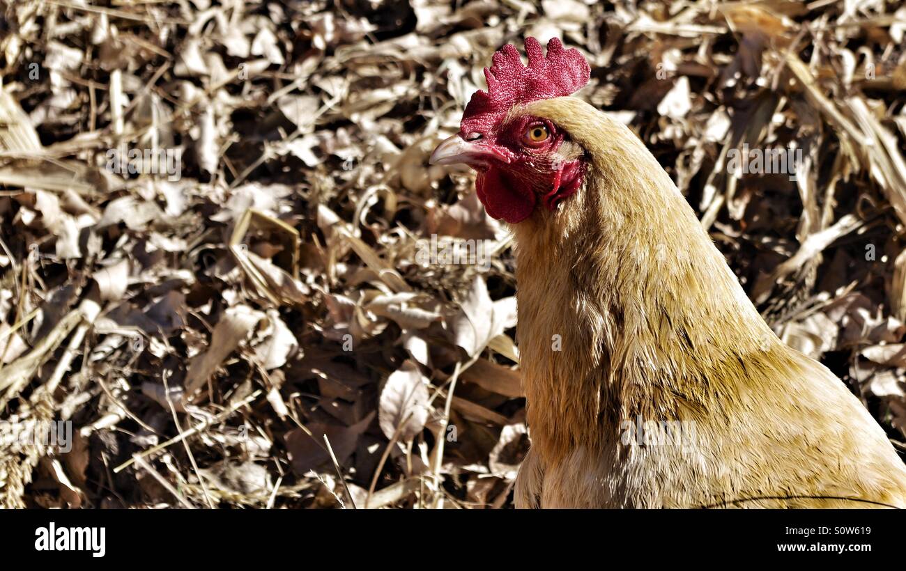 Close-up of tan le poulet. Banque D'Images