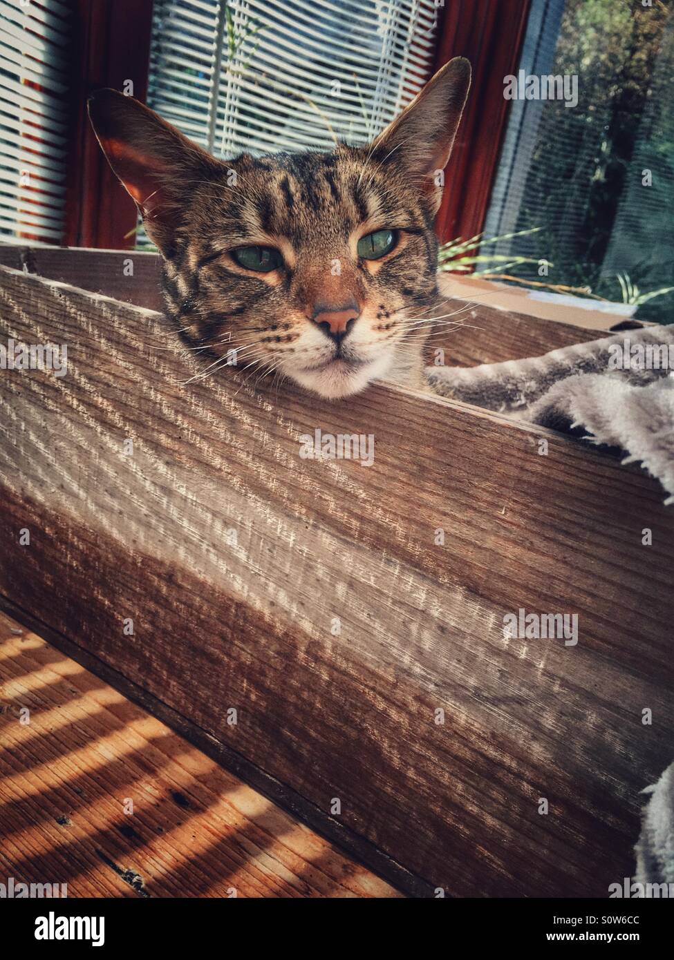 Chat tigré assis dans une boîte en bois, avec du soleil grâce à des stores vénitiens Banque D'Images