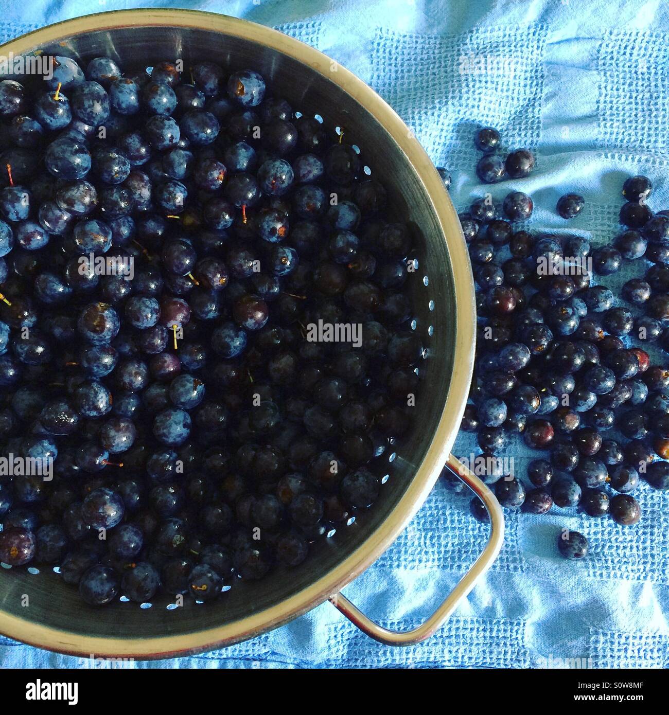 Prunelles lavés et prêts à faire de sloe gin. Banque D'Images