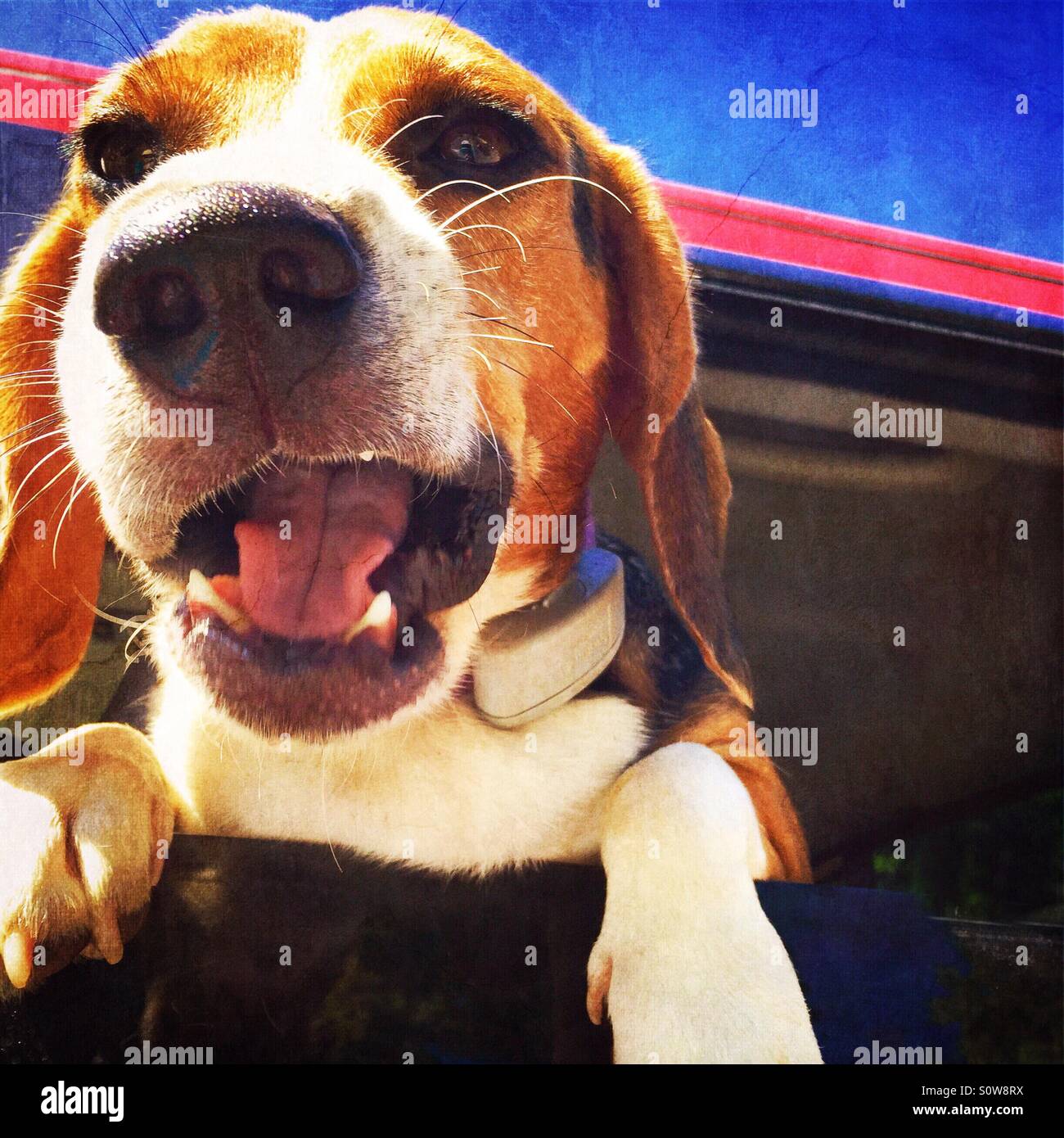 Gros plan de la face d'un chien beagle avec un bête expression sur son visage. Banque D'Images