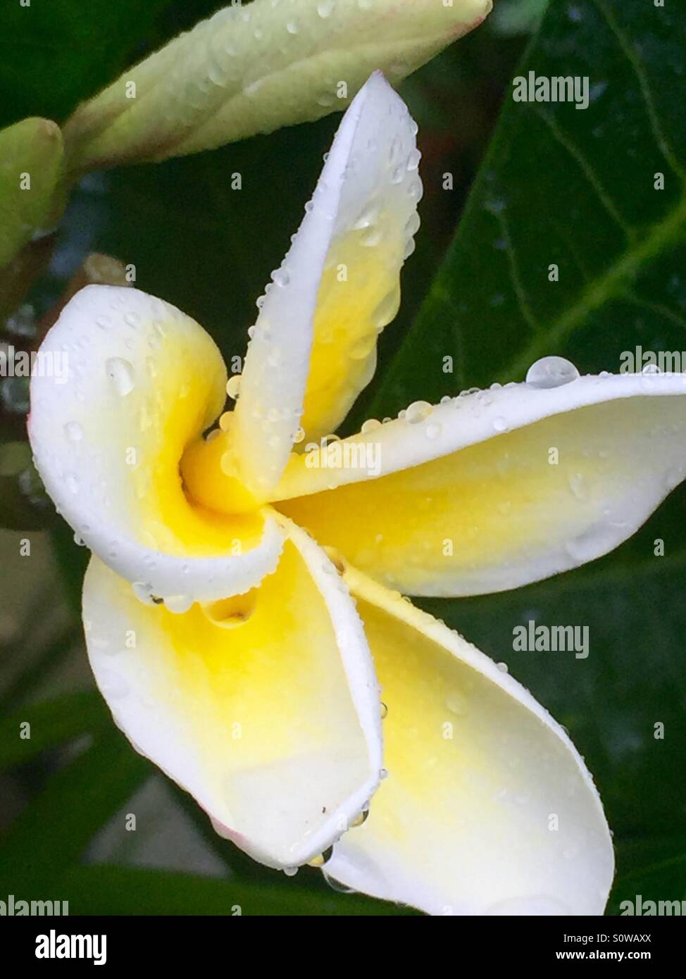 Fleur de frangipanier Australie jaune et pétales blancs et vert feuilles après la pluie couvert de gouttes de pluie. - Image de stock capturée avec un smartphone