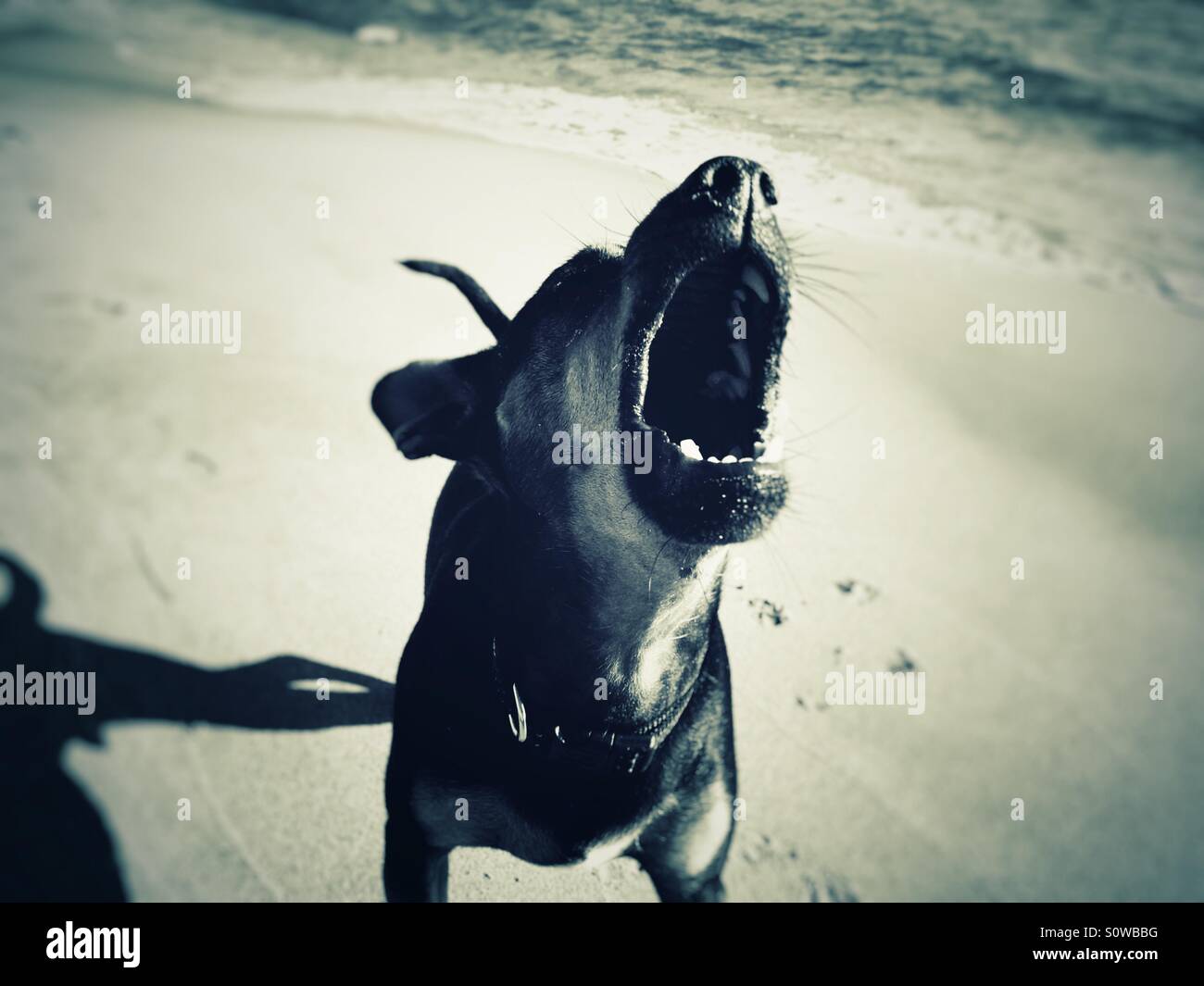 Chien enragé - Image de stock capturée avec un smartphone