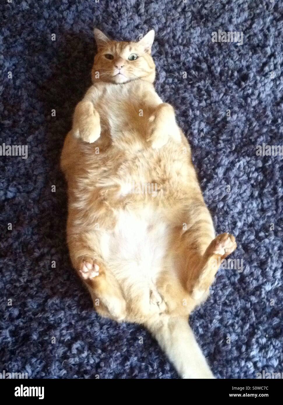 Fat cat Banque D'Images