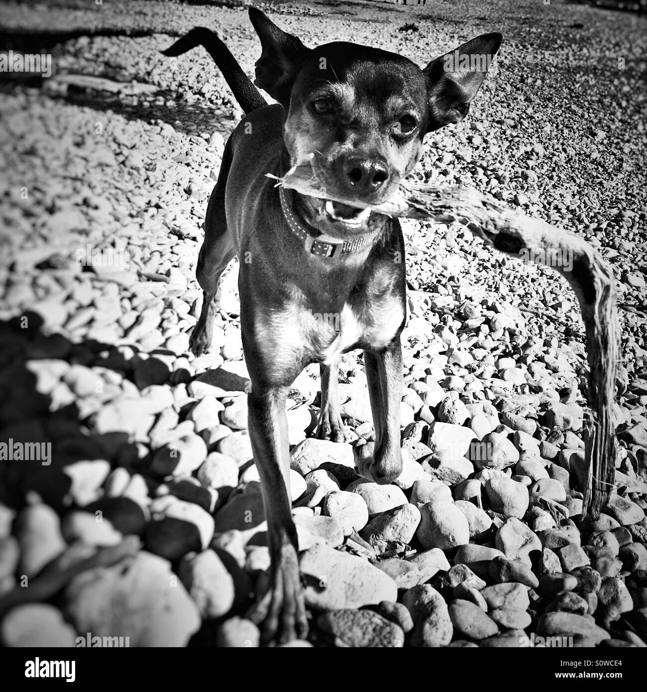 Mettre chien stick on beach Banque D'Images