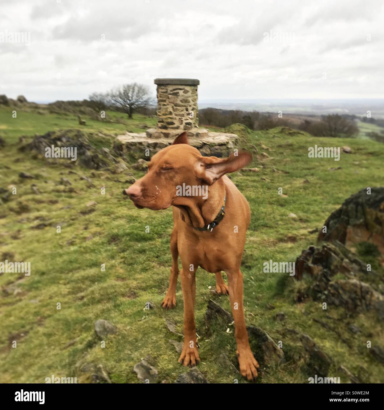 Vent qui souffle les oreilles de chien Photo Stock - Alamy