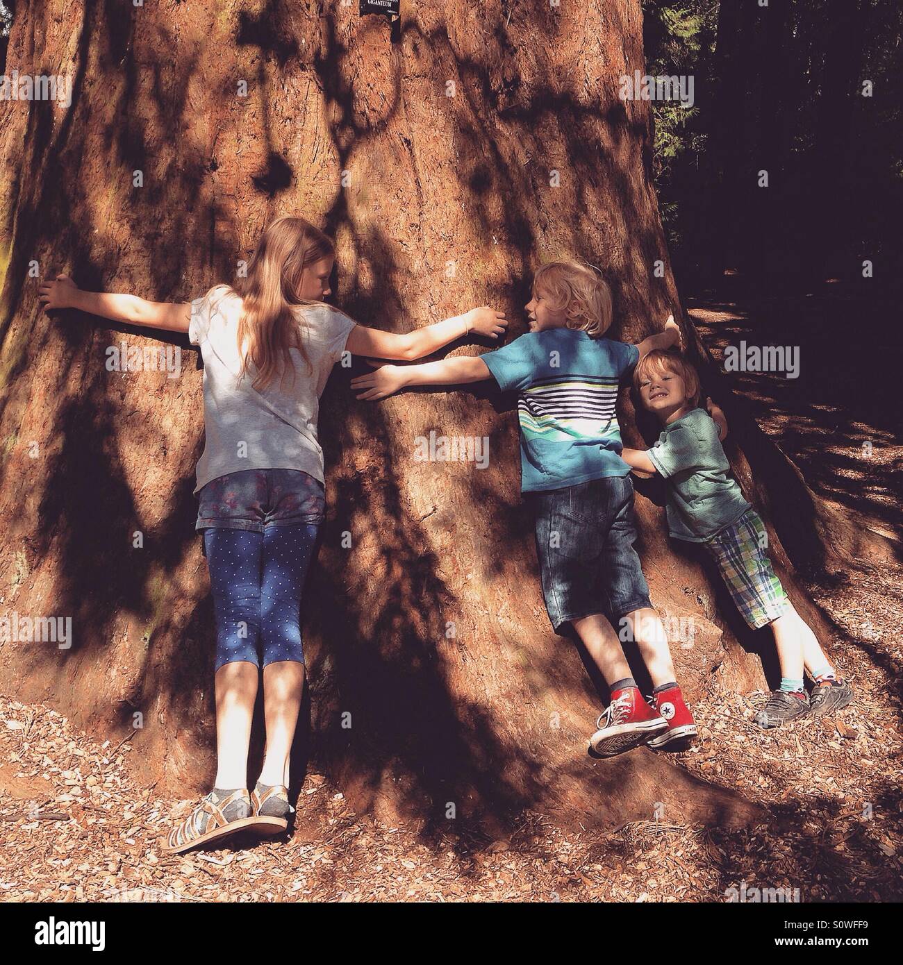 Enfants serrant un arbre Banque D'Images