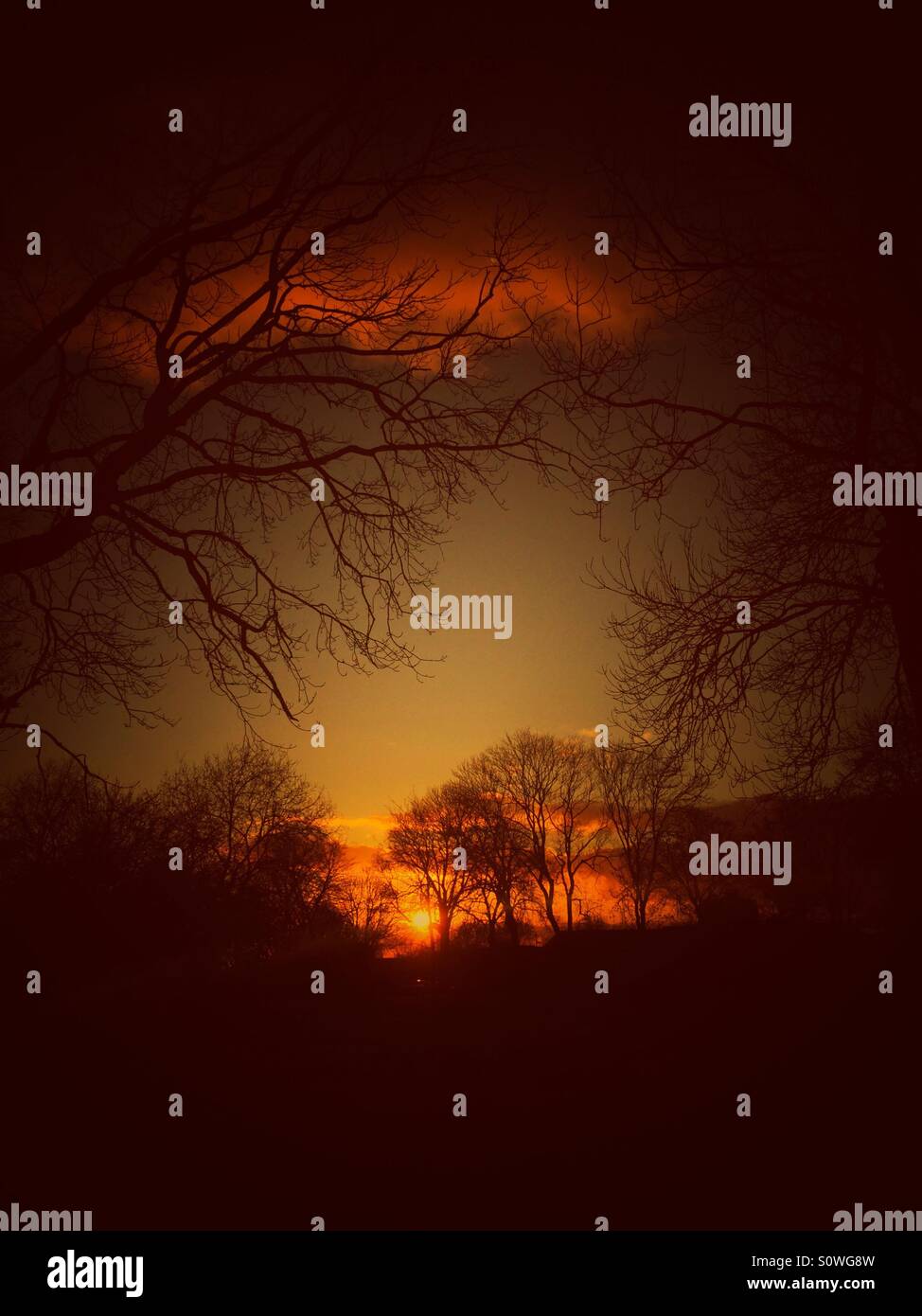 La silhouette des arbres au coucher du soleil Banque D'Images