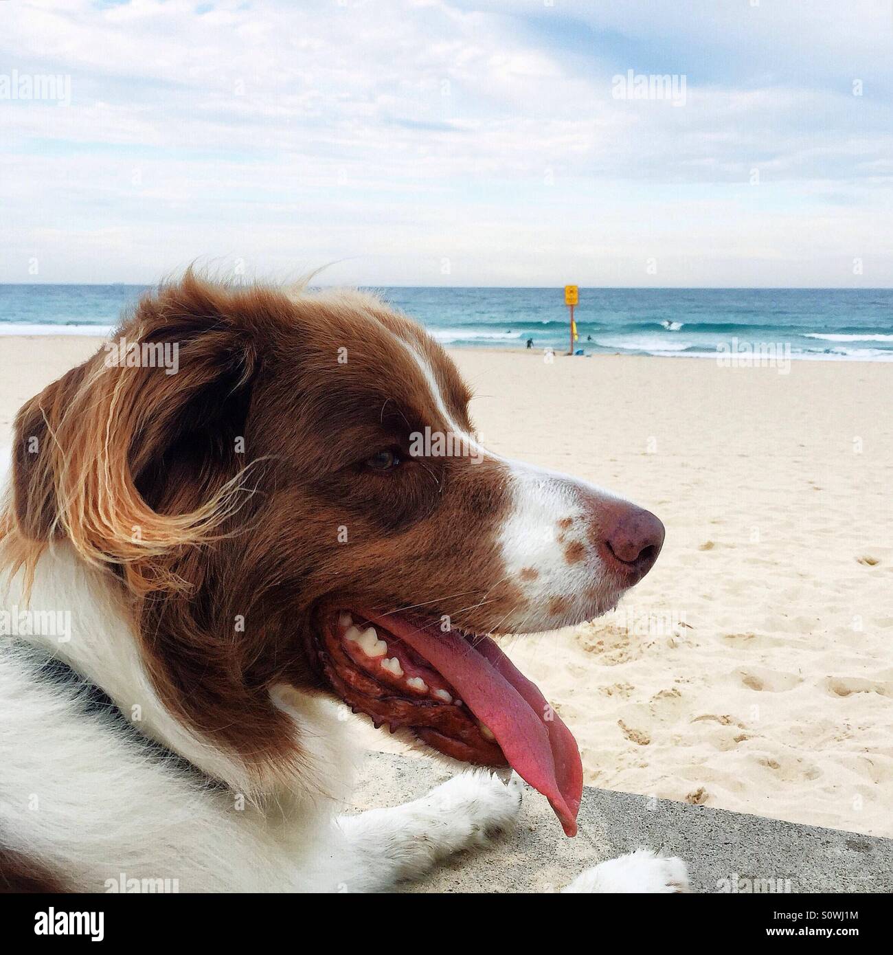 Chien sur la plage Banque D'Images