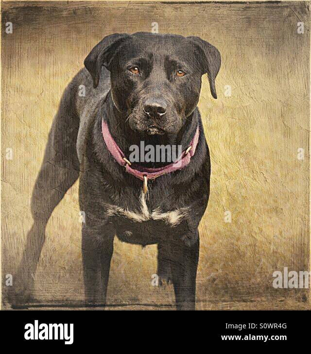 Labrador chien croisée staffy Photo Stock - Alamy