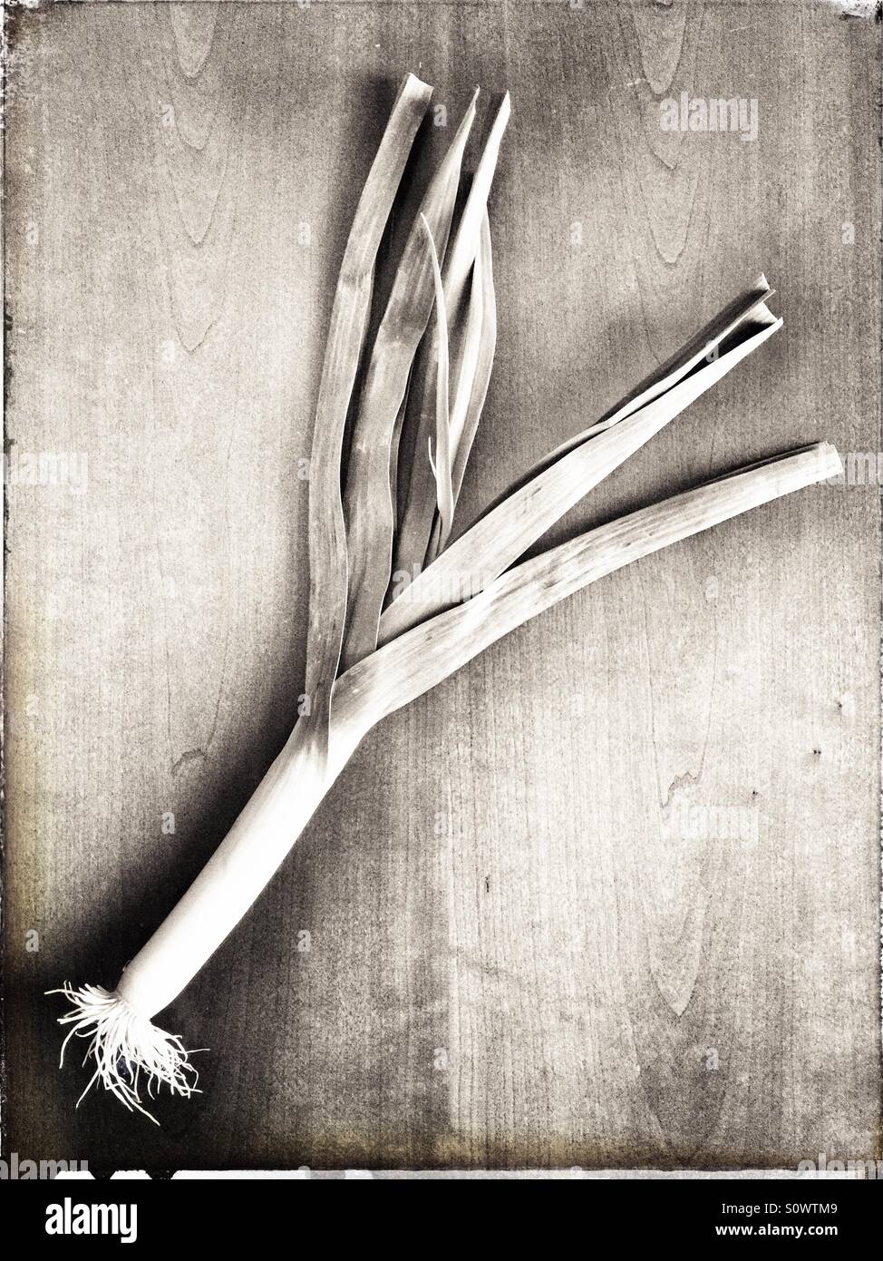 Une saucisse végétarienne traditionnelle galloise- Poireau - Image de stock capturée avec un smartphone