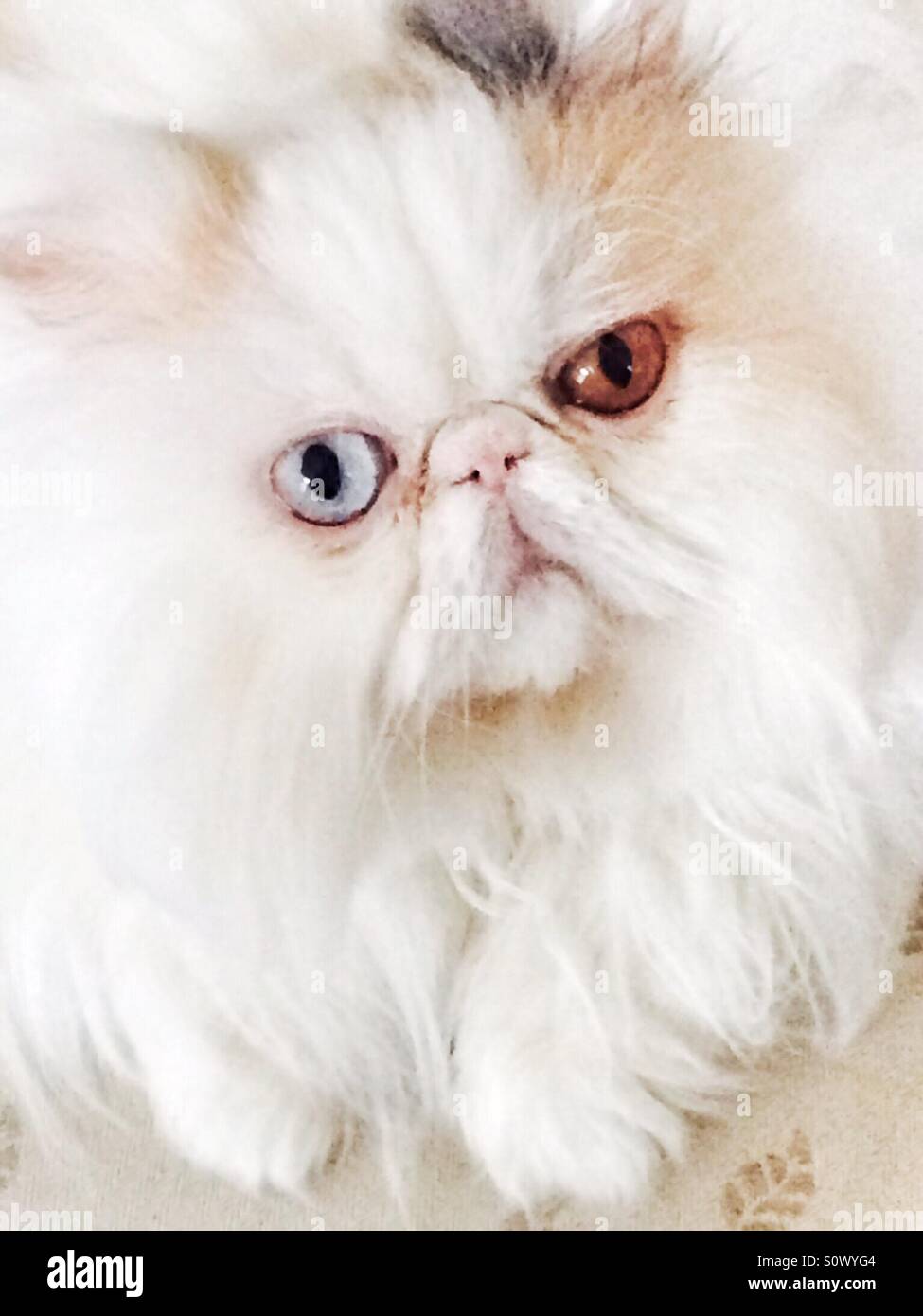 Étrange couleur des yeux chat persan à la recherche dans l'appareil photo Banque D'Images