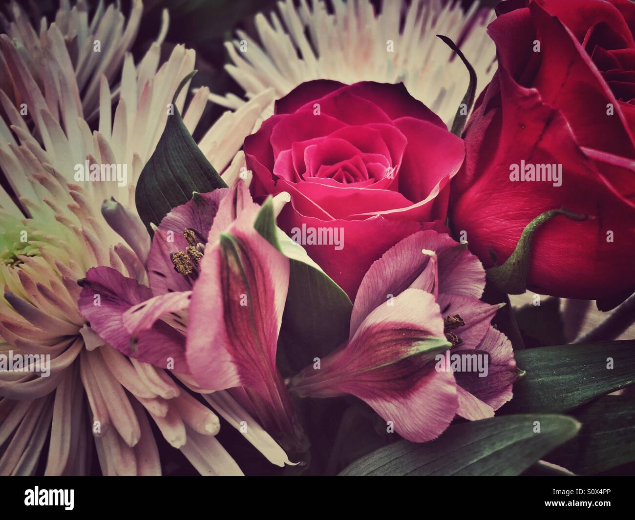 Roses et chrysanthèmes Banque D'Images