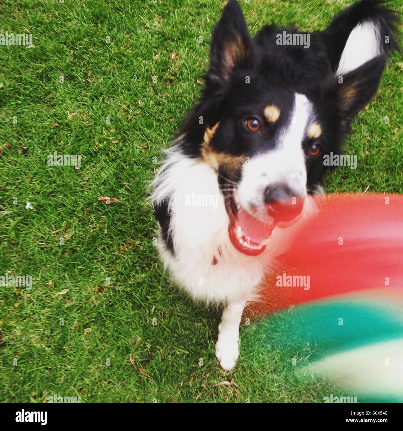 Border Collie playing Banque D'Images