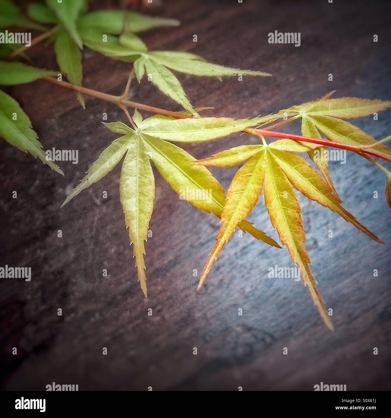 Les feuilles des arbres bonsaï d'érable japonais. Banque D'Images