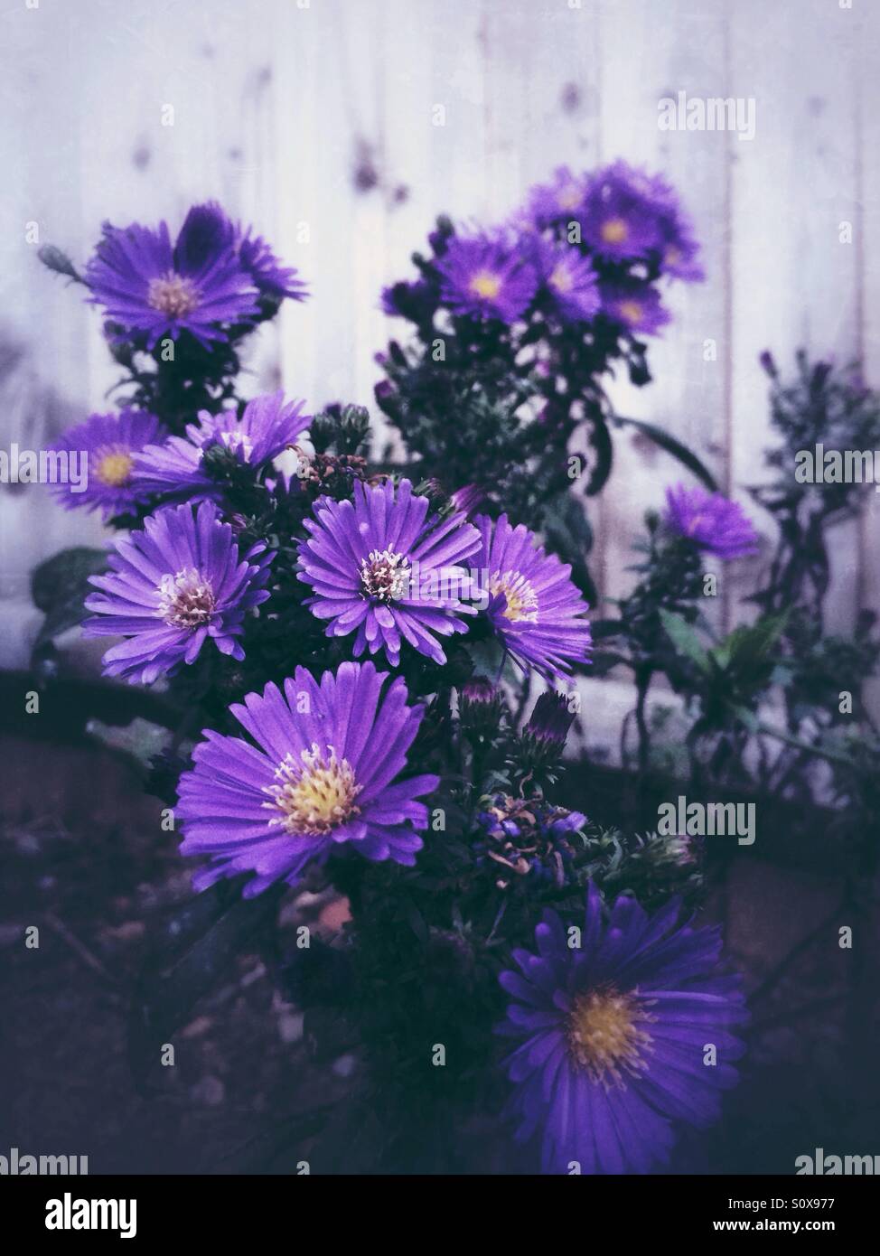 Purple fleurs aster Banque D'Images