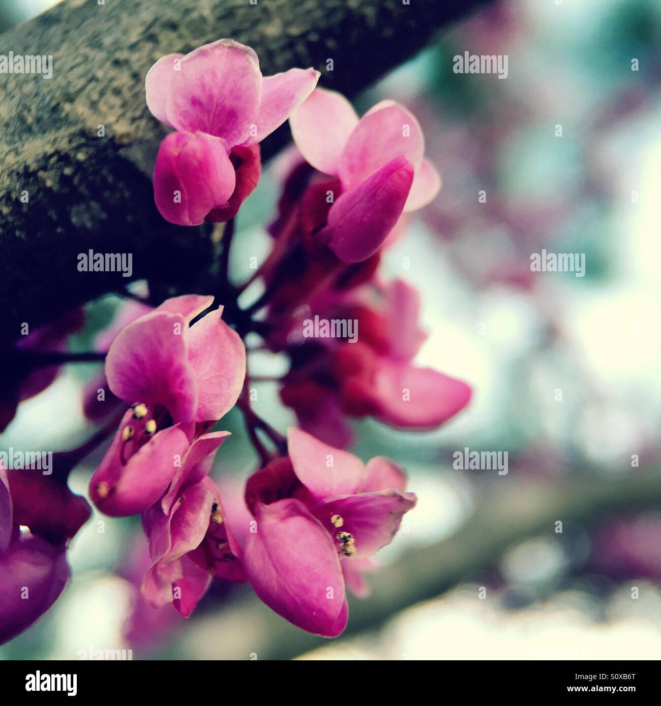 Eastern redbud tree en fleurs. Banque D'Images