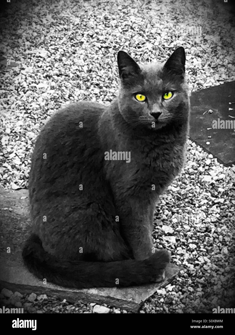 Beau chat gris avec des yeux verts est assis sur un patio extérieur regardant le photographe. Banque D'Images