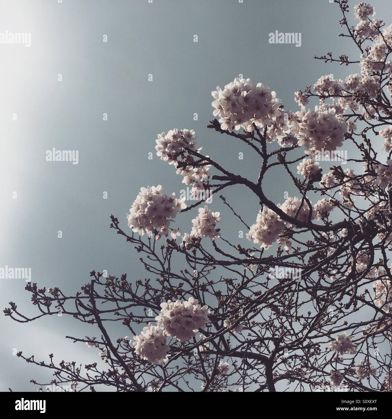 Fleur de cerisier arbre en fleur contre un ciel d'orage à Dublin en Irlande Banque D'Images