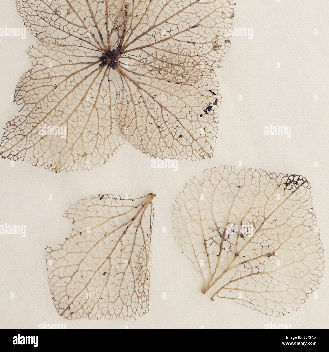 Close up de squelettes de feuilles Banque D'Images